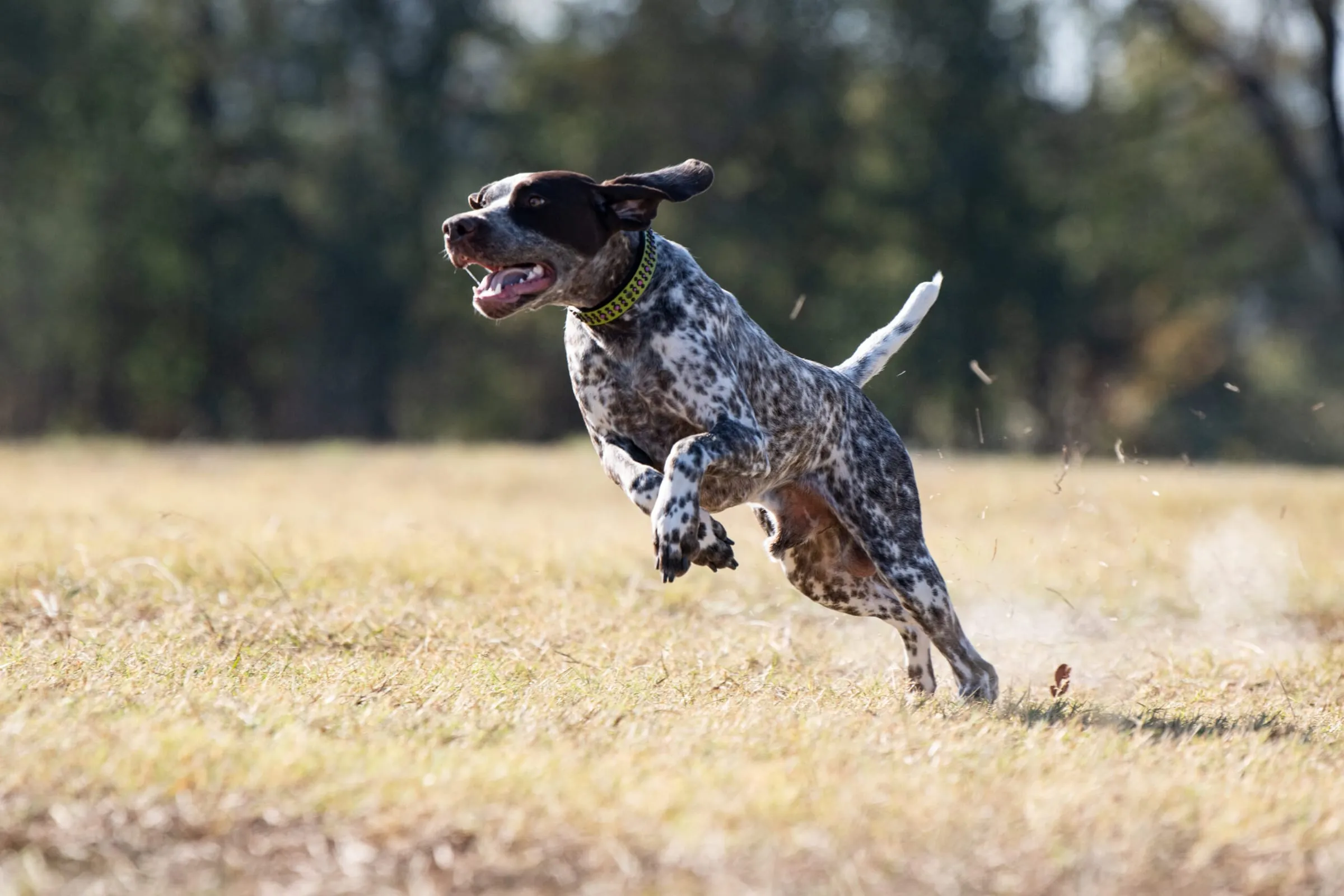 A German Shorthaired Pointer at a flat gallop across an open field, chasing a lure at a club coursing ability test