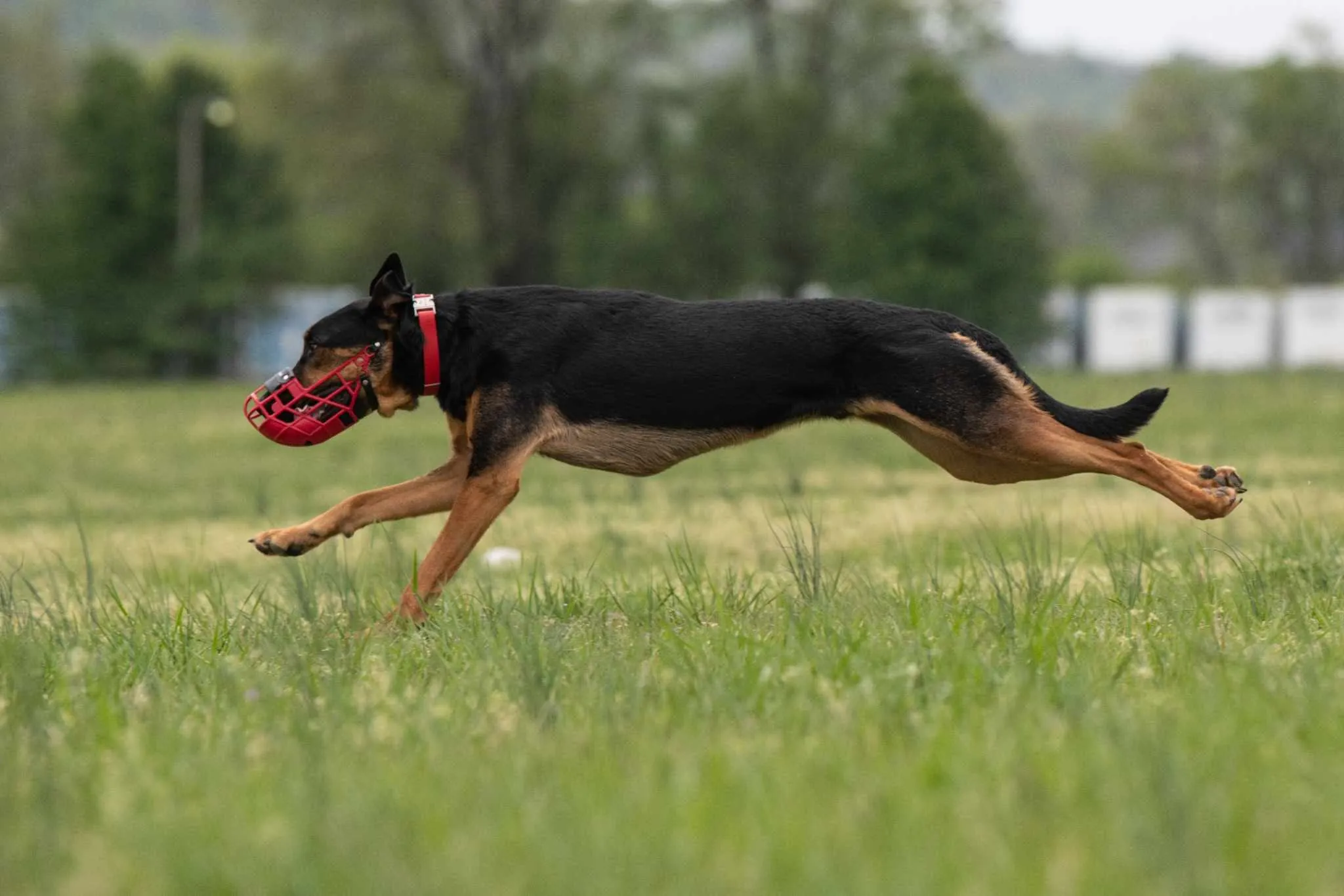 A dog at full extension in a racing muzzle, all four feet off the ground, chasing a lure across grass